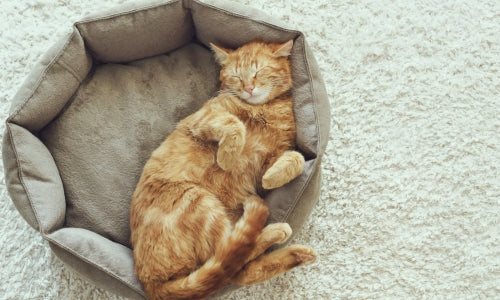 Katzenkissen